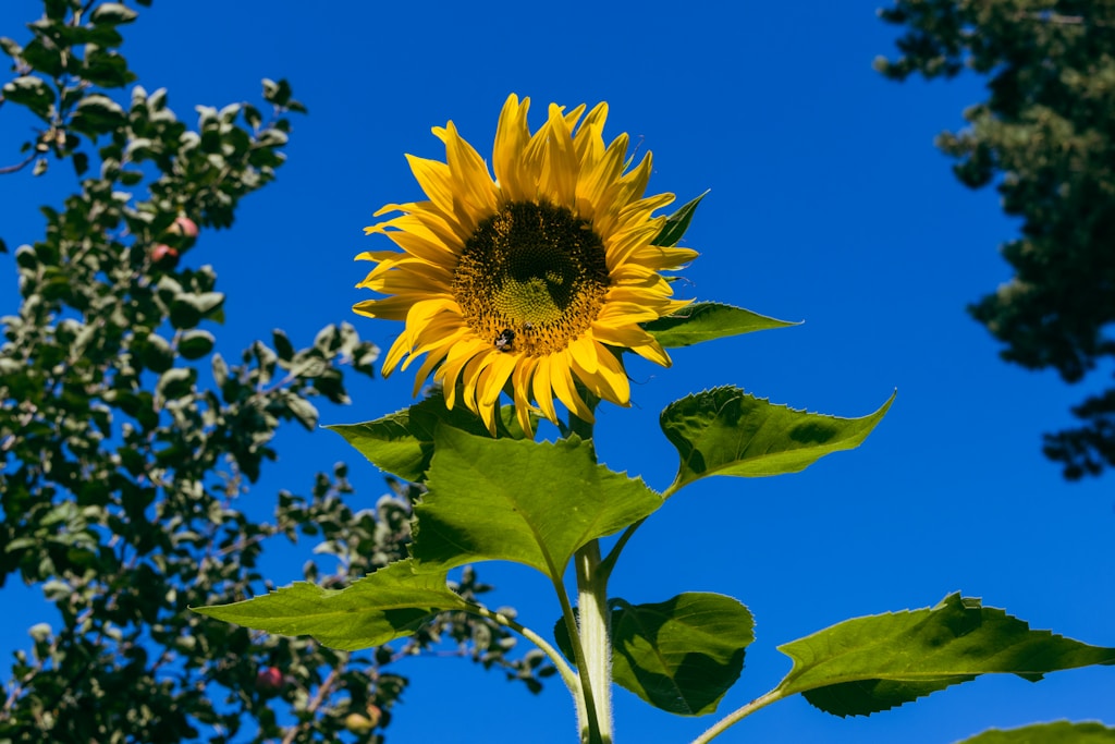 Eine gelbe Sonnenblume vor blauem Himmel.
